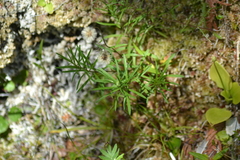 Erigeron hyssopifolius