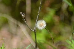 Erigeron hyssopifolius