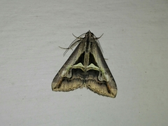 Melipotis bisinuata