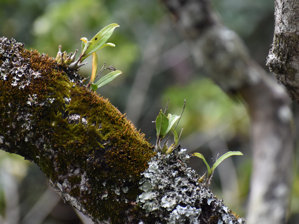 Polystachya sandersonii