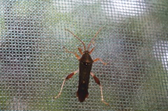 Grammopoecilus flavicornis