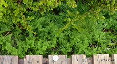 Hypolepis millefolium