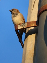 Passer domesticus