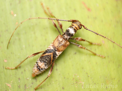 Compsibidion sommeri