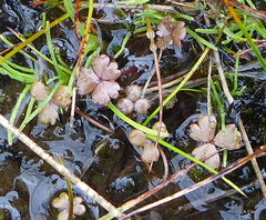 Hydrocotyle sulcata