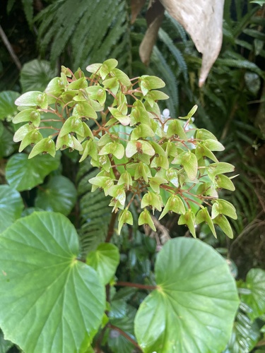Begonia obliqua