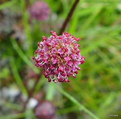 Acaena saccaticupula