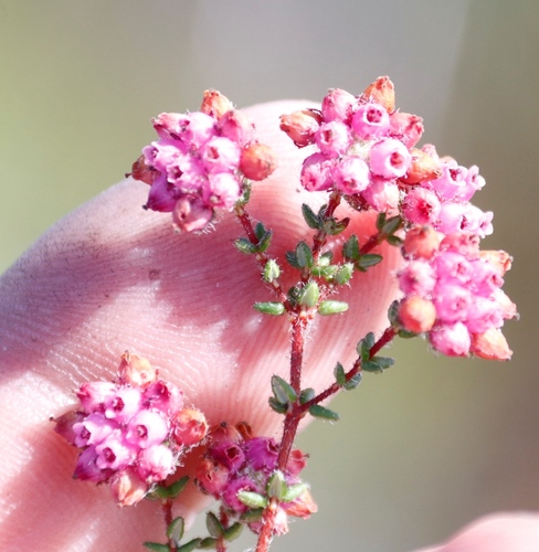 Image of Erica clavisepala by (c) Tony Rebelo, some rights reserved (CC BY-SA)