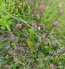 Acaena saccaticupula