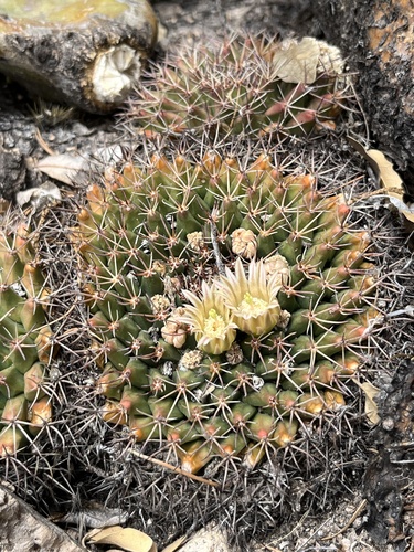 Mammillaria heyderi