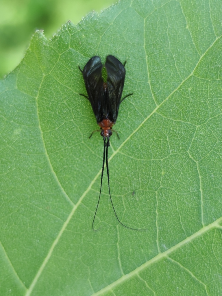 Phylloicus aeneus