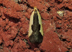 Dichomeris inserrata