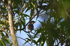 Phacellodomus rufifrons