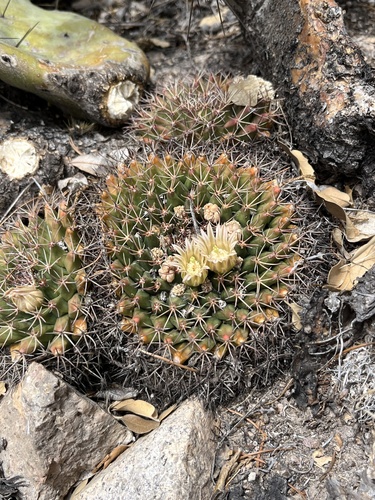 Mammillaria heyderi