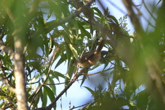 Phacellodomus rufifrons