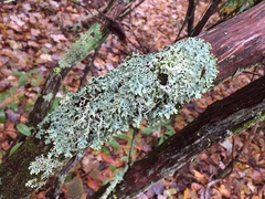 Hypotrachyna taylorensis