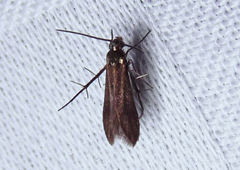 Schreckensteinia erythriella