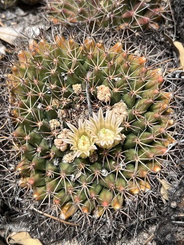 Mammillaria heyderi