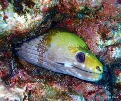 Gymnothorax rueppelliae