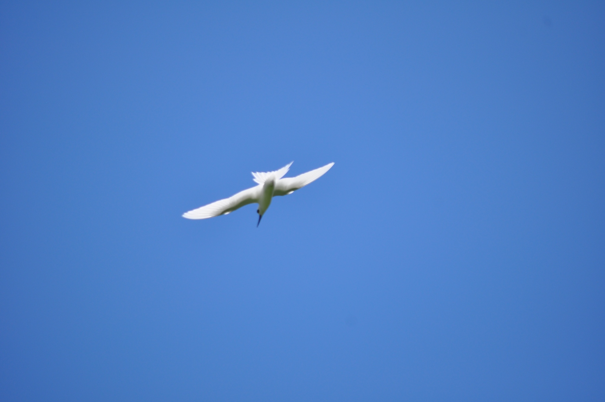 Atlantic White Tern