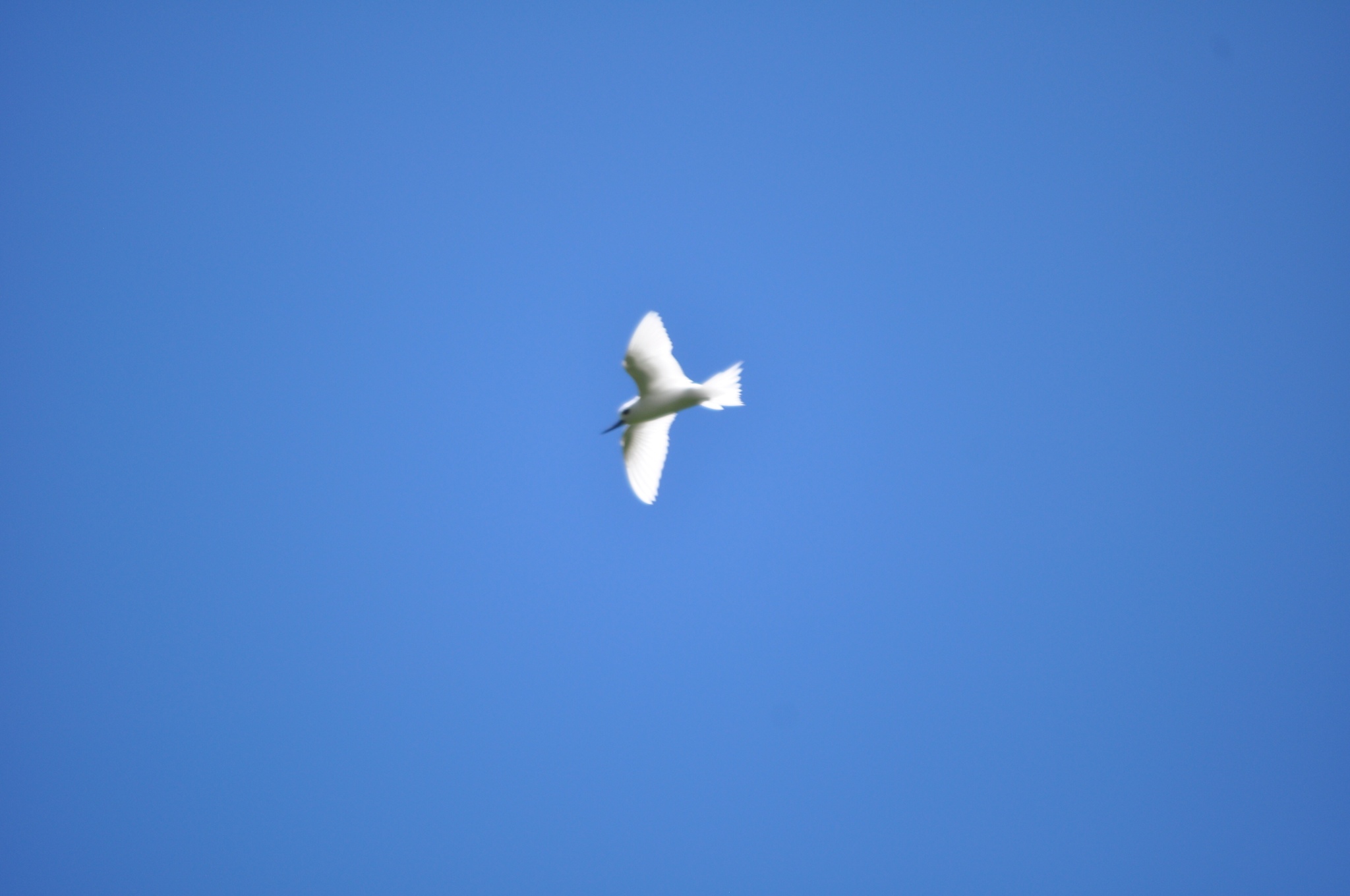 Atlantic White Tern