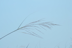 Sporobolus rigidus magnus