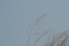 Sporobolus rigidus magnus