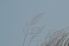 Sporobolus rigidus magnus