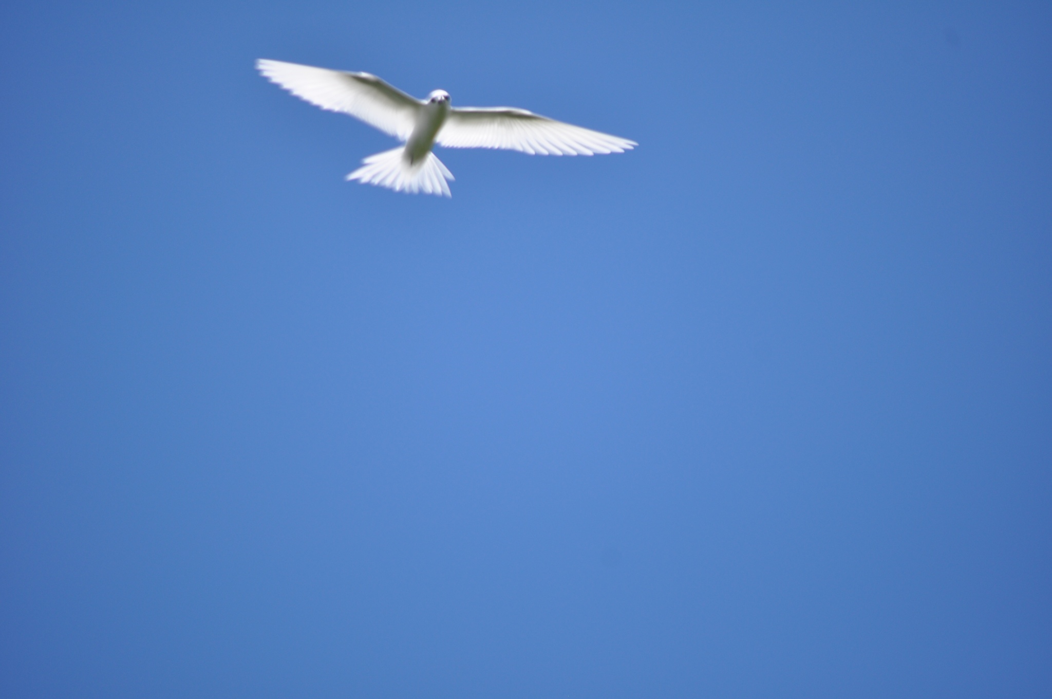 Atlantic White Tern