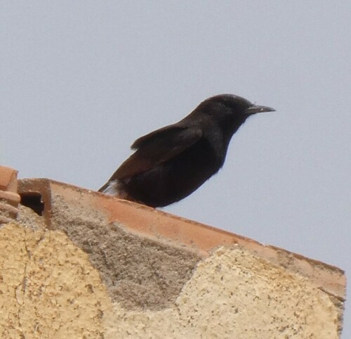 White-crowned Wheatear