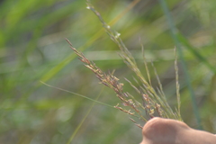 Sporobolus rigidus magnus