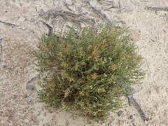 Frankenia jamesii