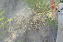 Sporobolus rigidus magnus