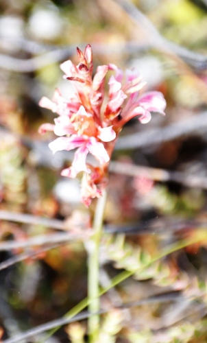 Image of Tritoniopsis dodii by (c) Tony Rebelo, some rights reserved (CC BY-SA)