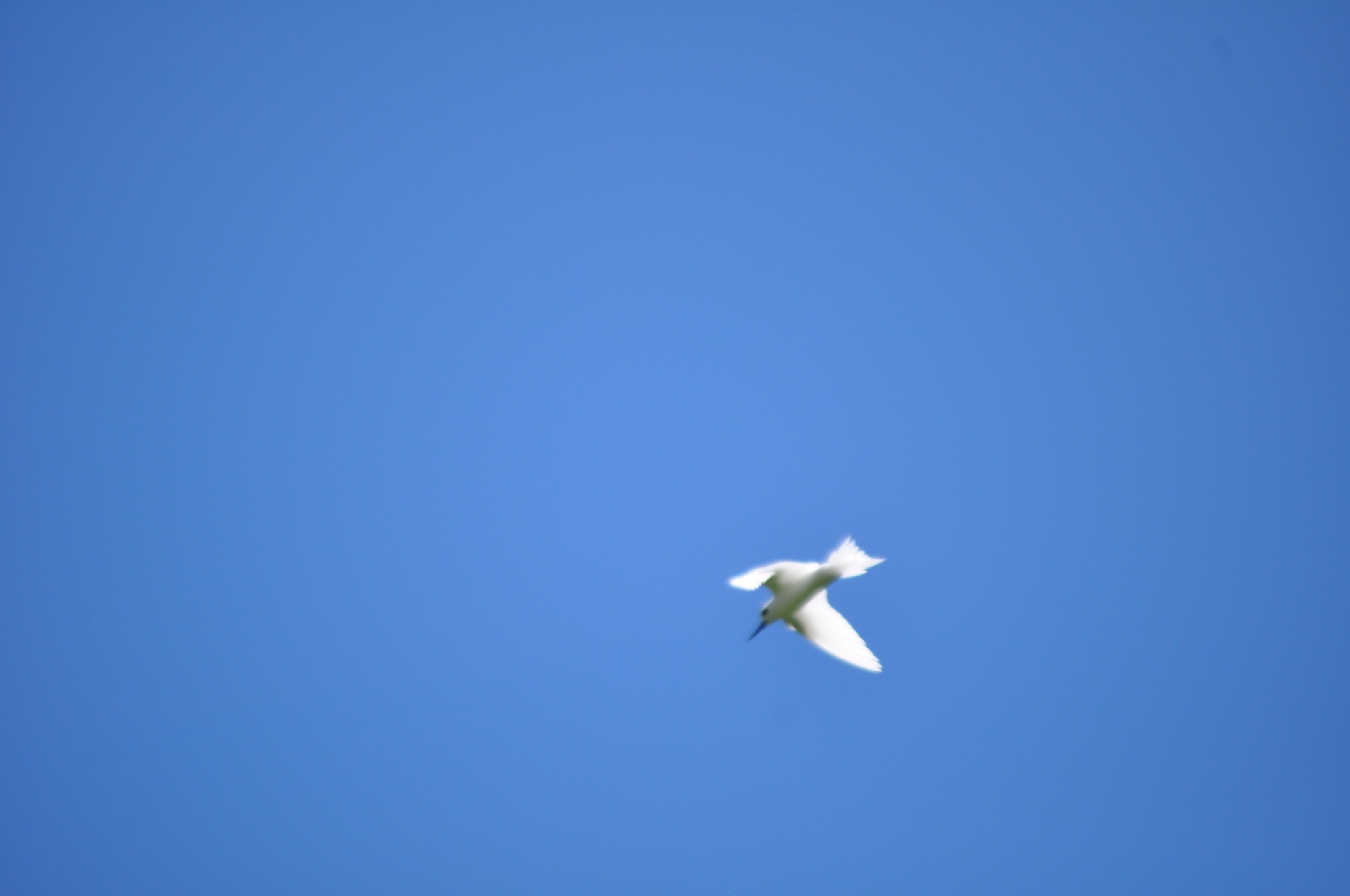 Atlantic White Tern