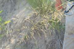 Sporobolus rigidus magnus