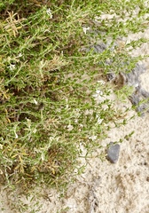 Frankenia jamesii