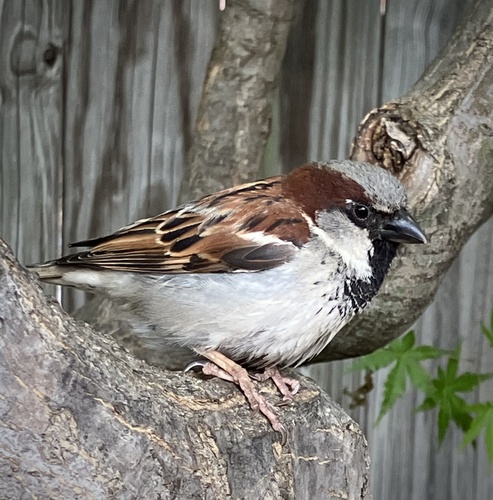 House Sparrow photographed in North Carolina
