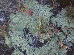 Raoulia parkii