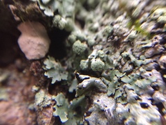 Hypotrachyna thysanota