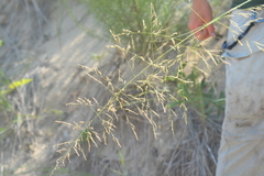 Sporobolus rigidus magnus