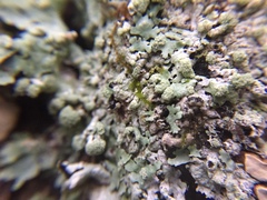 Hypotrachyna thysanota