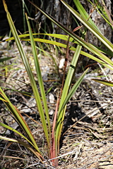 Dianella haematica