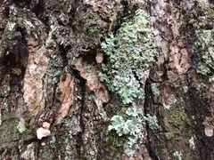 Hypotrachyna thysanota