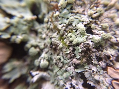 Hypotrachyna thysanota