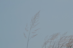 Sporobolus rigidus magnus