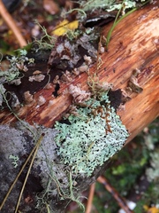 Hypotrachyna osseoalba