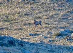 Cervus canadensis sibiricus