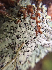 Hypotrachyna osseoalba