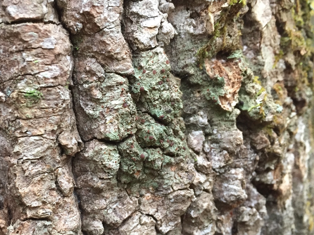 Bacidia lichen